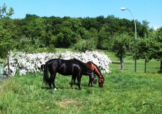 Ravenna und goldi